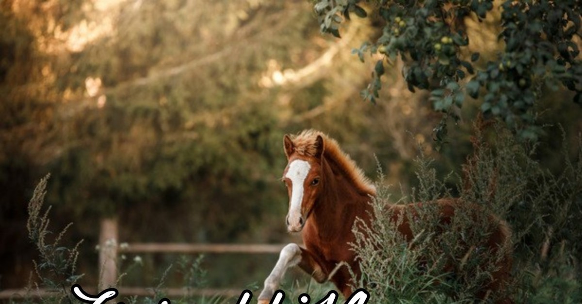 Кони/пони. Городской прокат. Часть 25 или травоядные мясоеды | Пикабу