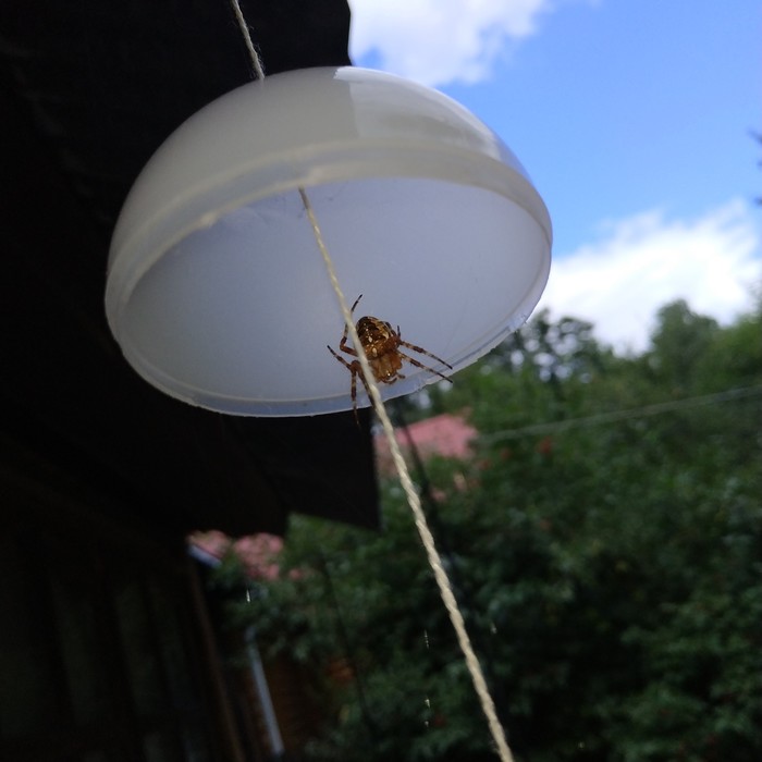 Jak zkrotit pavouka Pavouk, Pavoukovci, Dlouhý příspěvek