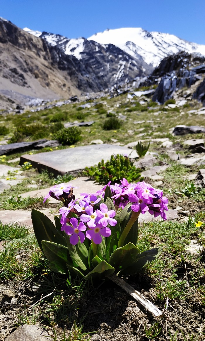 Цветы в горах Памир