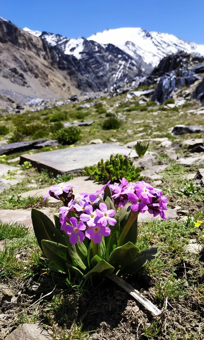 Primula alpine - My, Flowers, Pamir, The mountains, Tajikistan, Longpost