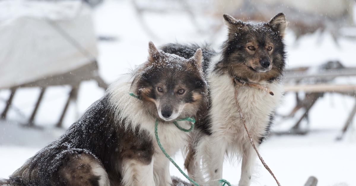 Собака в тундре. Хаски в тундре. Ненецкая оленегонная лайка. Самоеды ненцы. Самоеды ненцы.