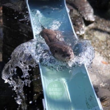 Otters beat the heat by riding water slides - Otter, Heat, Water, Longpost