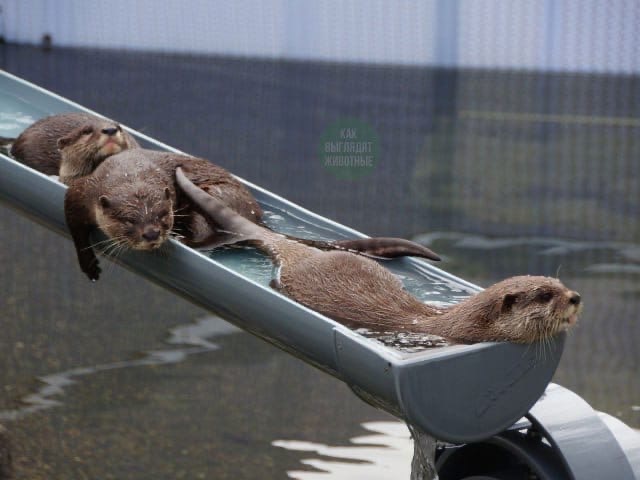 Otters beat the heat by riding water slides - Otter, Heat, Water, Longpost