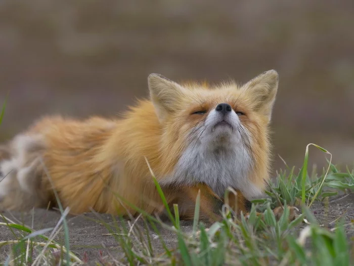 The Story of the Wind and Penelope - Fox, Reserves and sanctuaries, Movies, Nature, Interesting, Longpost, Family, Kamchatka, Fox cubs