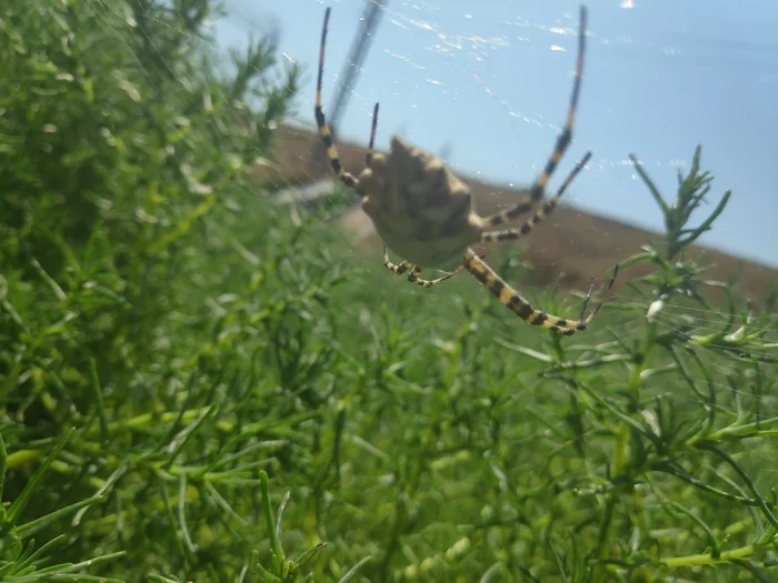 Spider and his lunch - My, Spider, Dinner, Longpost