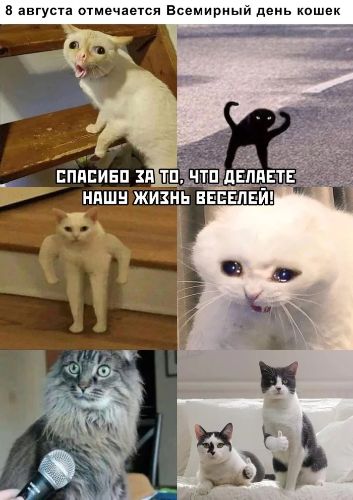 World cat day - Memes, Picture with text, Humor, cat, Cat Day