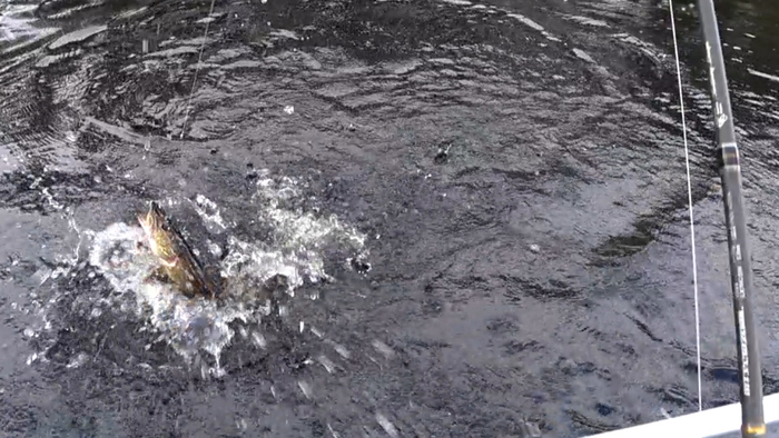 Ловля щуки и окуня на лесном озере Щука, Окунь, Спиннинг, Лодка, Озеро, Видео, Длиннопост