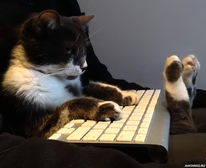 Ko��a ���o��� � ����, ��������e� �o�� � ���o����...