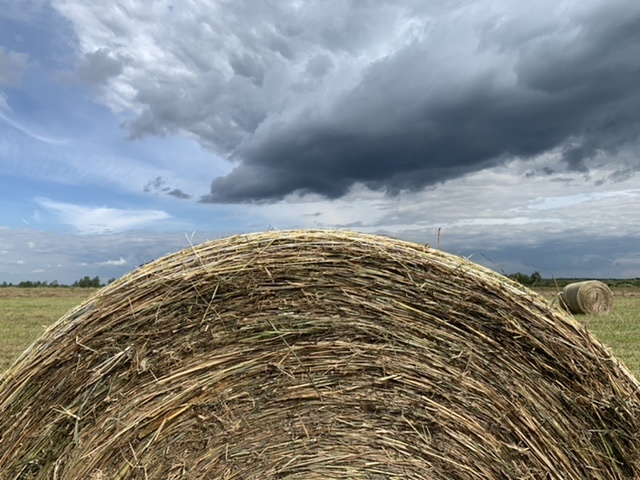 Haymaking - My, Haymaking, Summer, Longpost