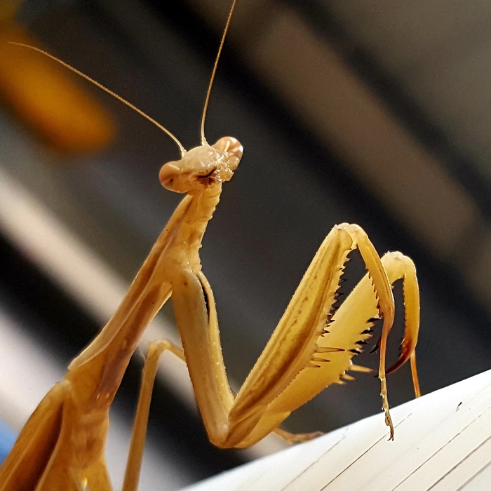 ����� �� ���� ���� ��������� �������� ��� �������-�����