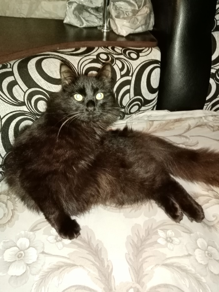 Котики бывают разные #2