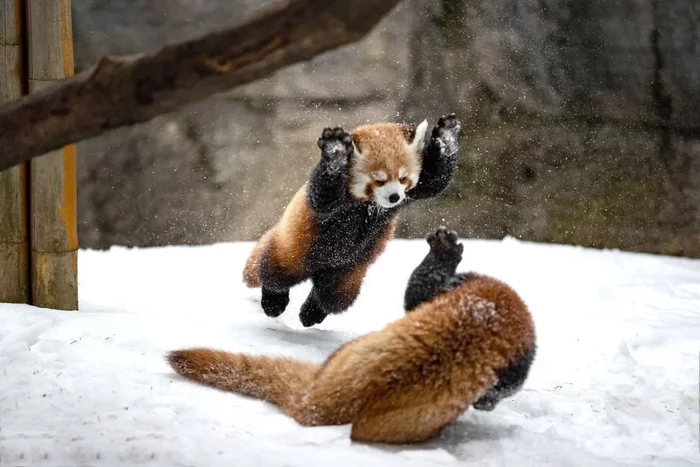 Red Panda: So cute that even their fights are kind and funny - Red panda, Kung Fu, Animal book, Yandex Zen, Milota, GIF, Longpost, Animals