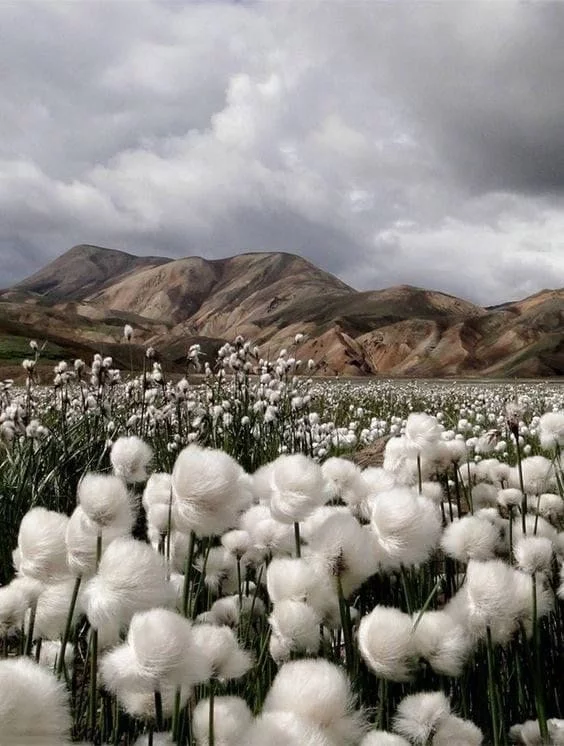 Cotton grass fields in Iceland - Fluffy, Iceland, Field, Longpost, The photo