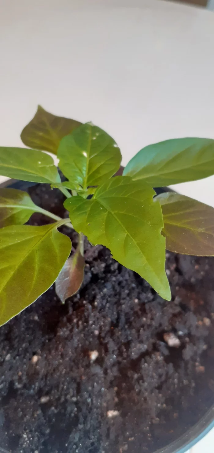 SOS!!!HELP!!! Help identify the pest - My, Pests, Disease, Pepper, Longpost