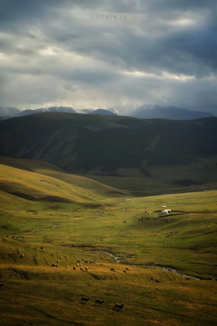 Asy Plateau - My, Aces, Kazakhstan, Almaty, The photo, Nature, They graze in the meadow