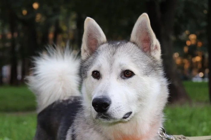 Moscow Husky is looking for a reliable home - My, No rating, Husky, In good hands, Shelter, Pet, Dog, Animals, Help, Longpost, Pets