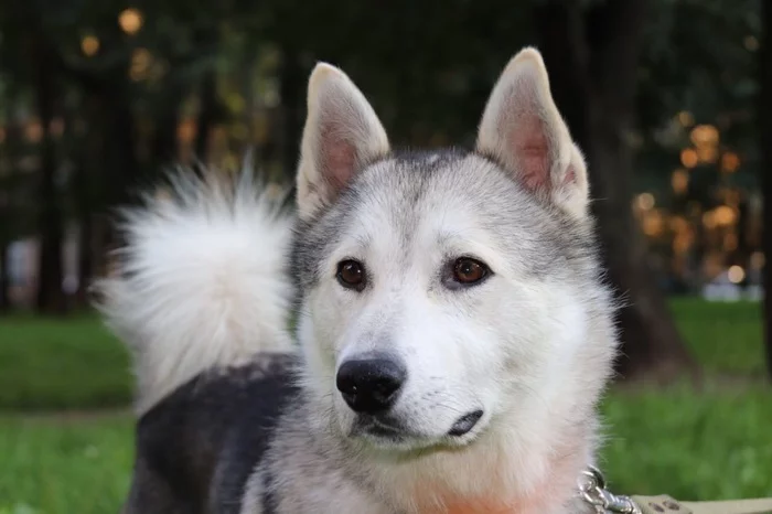 Moscow Husky is looking for his reliable home - My, No rating, Husky, In good hands, Shelter, Pets, Dog, Animals, Help, Longpost