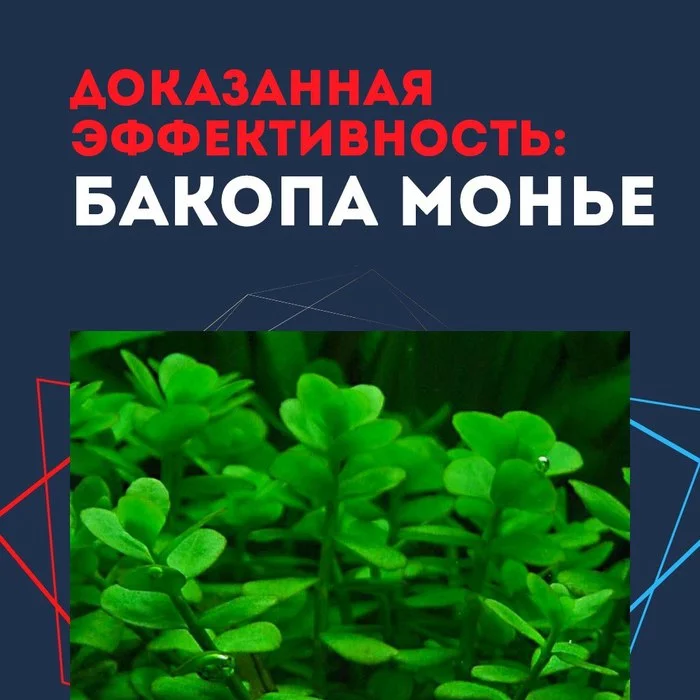 Нотропы с доказанной эффективностью: Бакопа Монье - Моё, Ноотропы, БАД, Стресс, Серотонин, Память