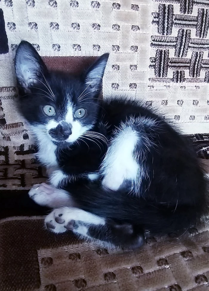 Kitten is looking for a home - My, In good hands, cat, Help, Dog, Pavlovsky Posad, Kittens, No rating