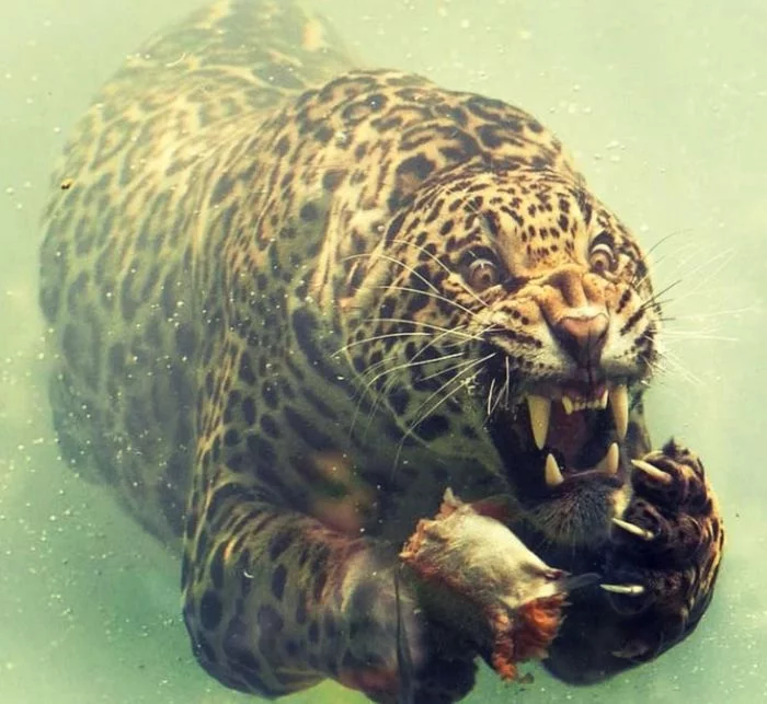 Spearfishing! - Spearfishing, Wild animals, The photo, To fall, Fangs, Underwater photography, Jaguar, Big cats