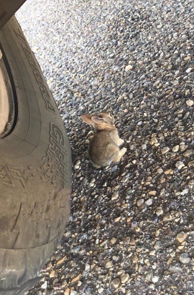 The baby was hiding in the shadows under the wheel of the car and could not reach the grass because of the hot asphalt - The photo, Animals, Animal Rescue, Longpost, Rabbit, Young