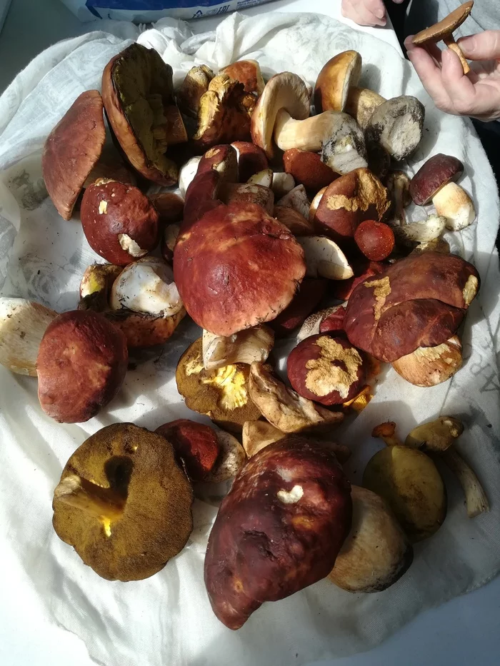 First mushroom trip in my life - My, Mushrooms, Borovik, Chanterelles, Mojovik, Silent hunt, Leningrad region, Longpost