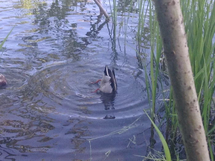 Duck in search... - Birds, Waterfowl, Summer, Botanical Garden, Duck, Diving, The national geographic, Ornithology