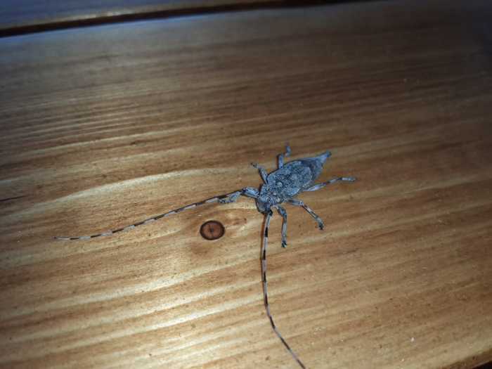 Незванный гость