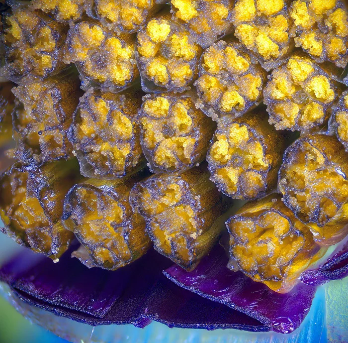 cluster warhead - My, Macro, Microfilming, Flowers, Flora, Microscope, Pollen, Macro photography