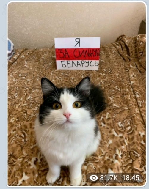 Belarus. Only positive, cats and eat - Protests in Belarus, cat, Hedgehog, Longpost, Dog, Politics