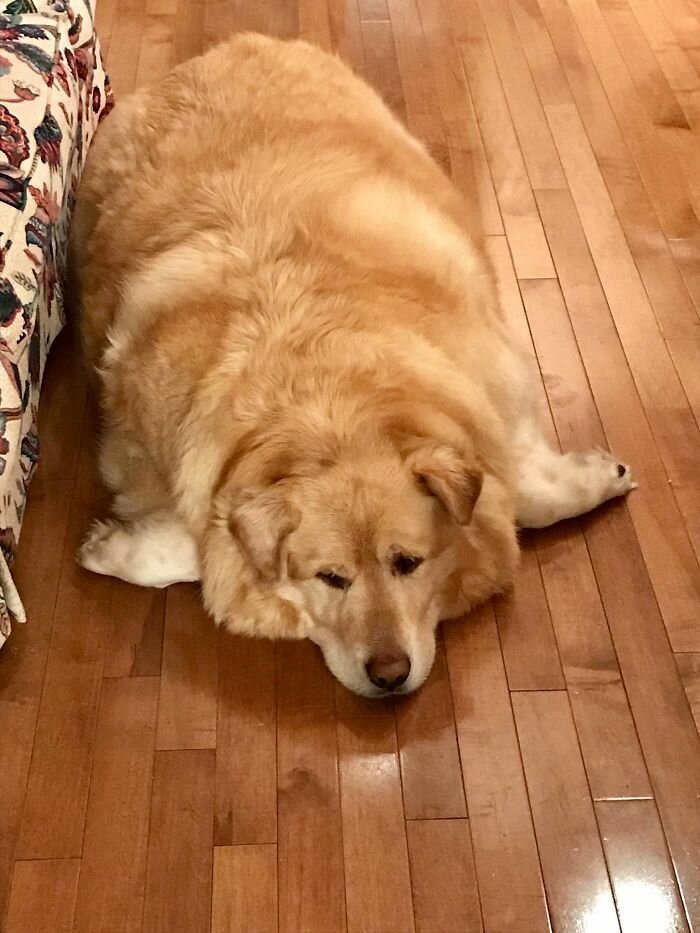 The story of the rescue of a fat retriever named Kai - Dog, Golden retriever, Fullness, Slimming, Luck, Longpost