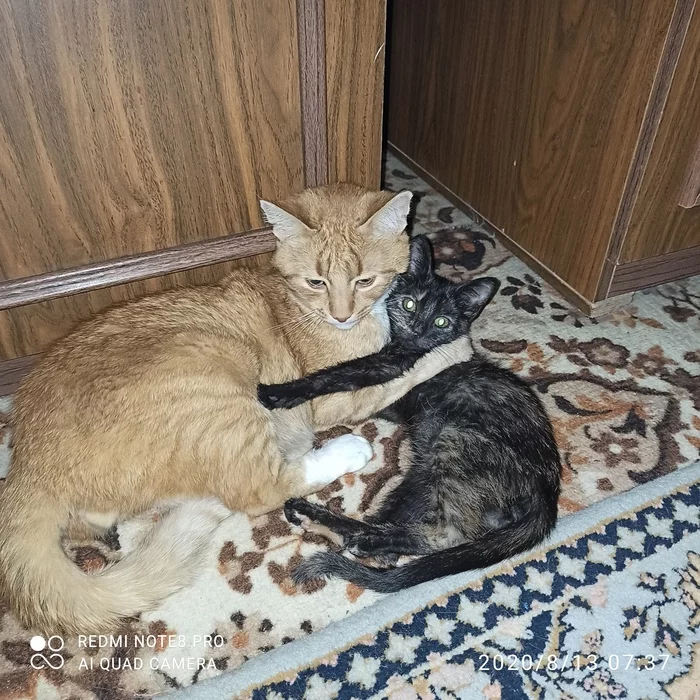 Hugs - My, Transnistria, Kemerovo, Longpost, cat