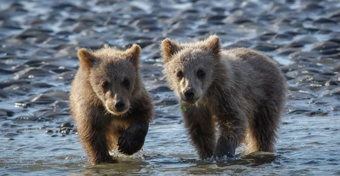 The main thing is not to fall under the grateful paw!... - The Bears, Young, Perm Territory, Fishermen, Animal Rescue, Wild animals, Touching, Teddy bears