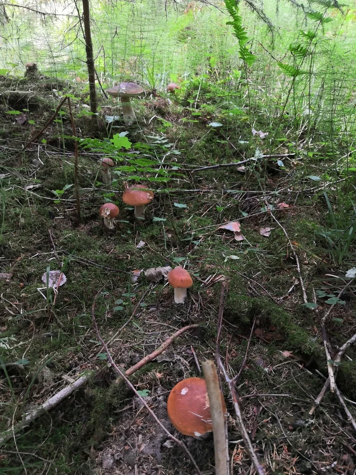 Someone is trying to lure them further into the forest with mushroom paths! - My, Mushrooms, Карелия, Forest, The photo