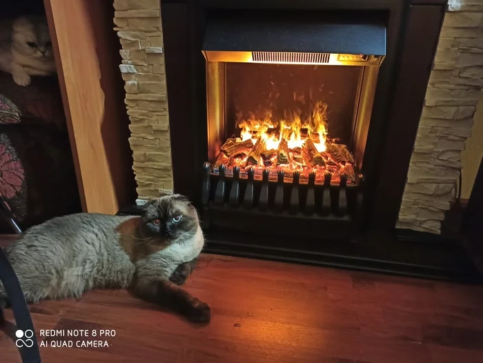 Electric fireplaces - Cosiness, Heat, Decor, cat, Electric fireplace, Fireplace