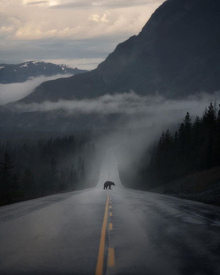 Jasper National Park, Canada - The photo, Canada, National park, Road, The Bears