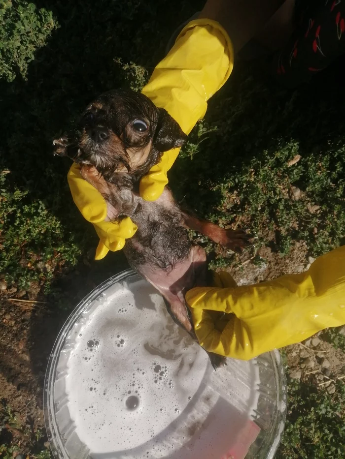 Washing puppies - My, Puppies, Dog, Bathing, Bathing
