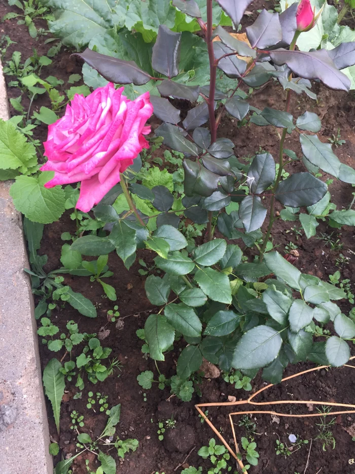 Суровый цветок Роза, Цветы