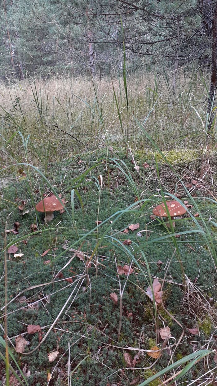 Kind with healthy - My, Mushrooms, Nizhny Novgorod Region, Forest, Longpost