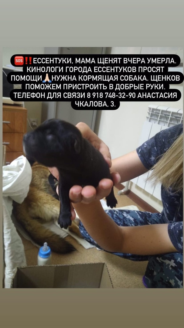 что делать если собака не хочет гулять с поводком. Смотреть фото что делать если собака не хочет гулять с поводком. Смотреть картинку что делать если собака не хочет гулять с поводком. Картинка про что делать если собака не хочет гулять с поводком. Фото что делать если собака не хочет гулять с поводком