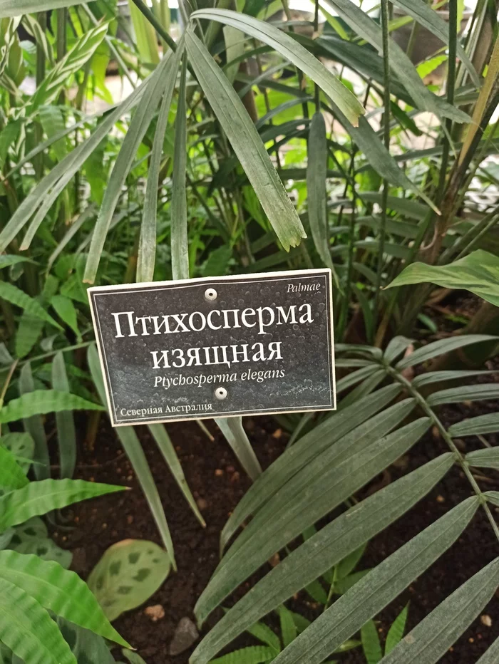 Hussars, be silent! - Botanical Garden, Apothecary Garden, Moscow, Name, Plants, Hussars