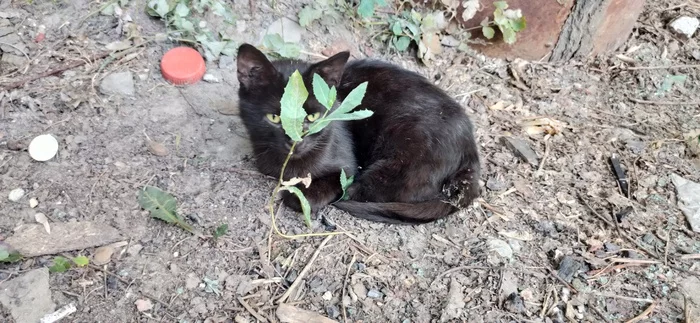 Chunya is looking for a home. Belgorod - No rating, cat, Belgorod, In good hands, Black cat