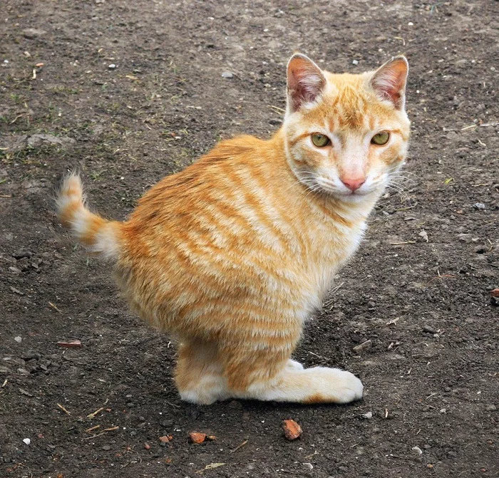 Little animal unknown - cat, Redheads, Panoramic shooting