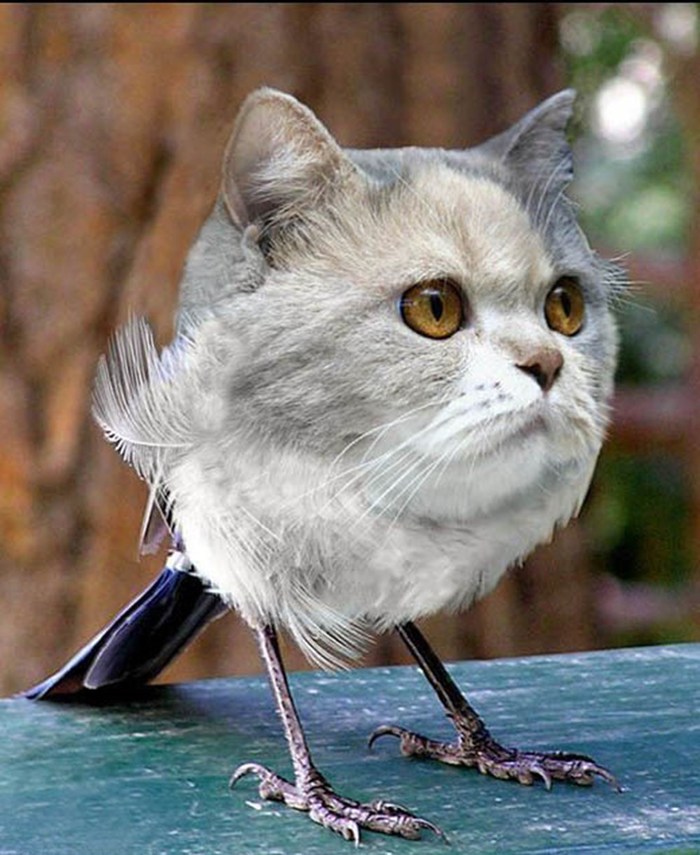 ��� �� ������� ����� �������...