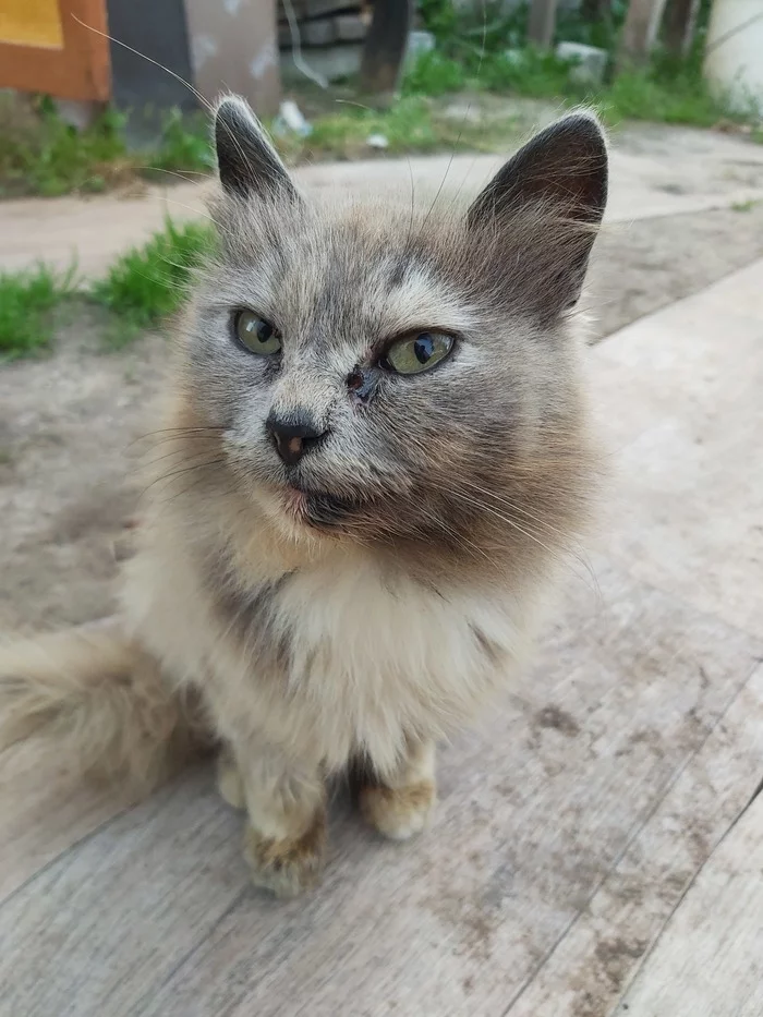 Cur - My, Tricolor cat, The photo, Longpost, Photo on sneaker, cat