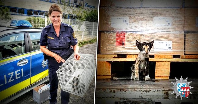 The cat traveled as a hare from Tunisia to Germany in a sealed truck - cat, Travels, The rescue, Stowaways