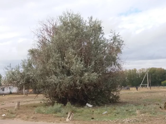 What kind of tree? - My, Botany, Tree, Фрукты, Berries, What's this?, Fruit, Plants, Longpost