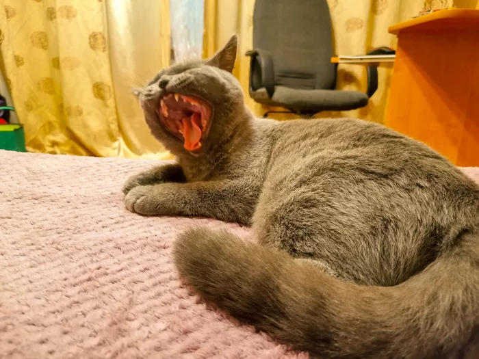 When your cutie is sometimes not quite cutie - My, Pets, cat, Yawn