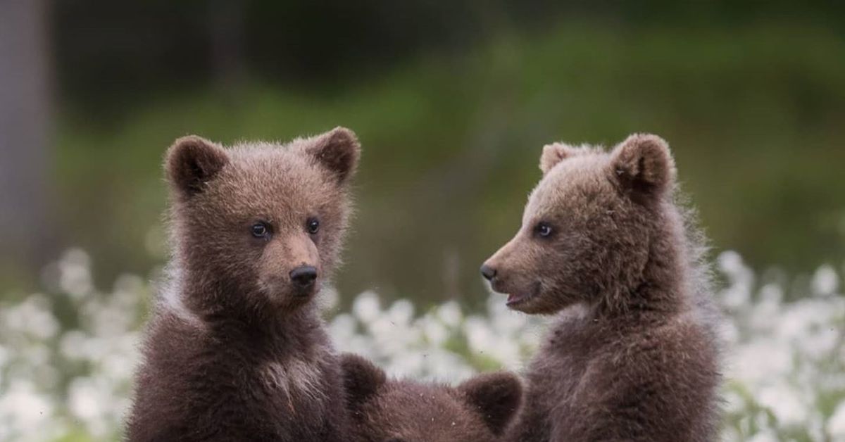 Фотографии 3 медведей. Бурый медведь в Карелии. Медвежонок в лесу. Медведь в природе. Медведь в лесу.