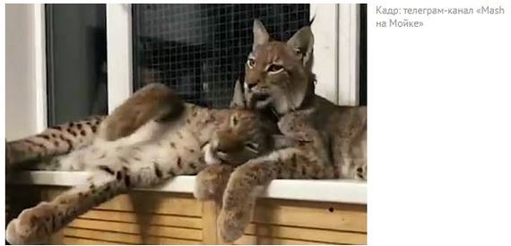 A girl was harassed because of lynxes in her apartment - Lynx, Domestic lynx, Apartment, Nursery, Neighbours, Mash, Text, Negative